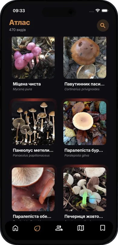 Атлас грибів у застосунку Fungi: сітка видів з фото, українськими та латинськими назвами