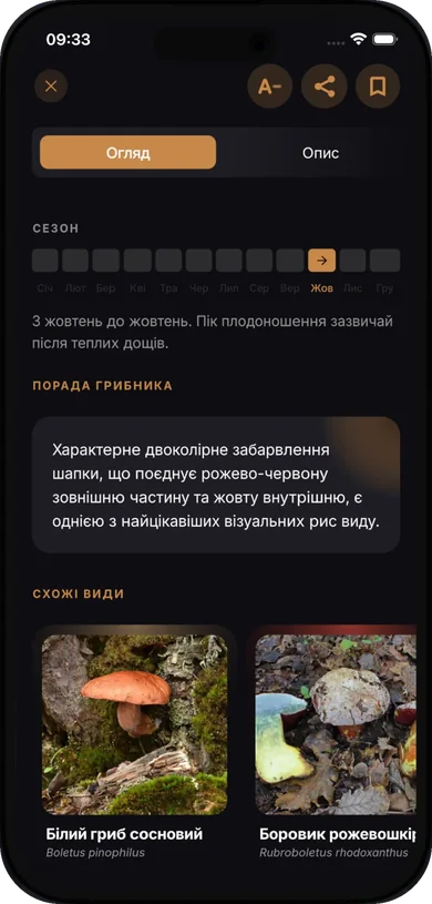 Картка виду: сезон плодоношення, порада грибника і схожі види-двійники