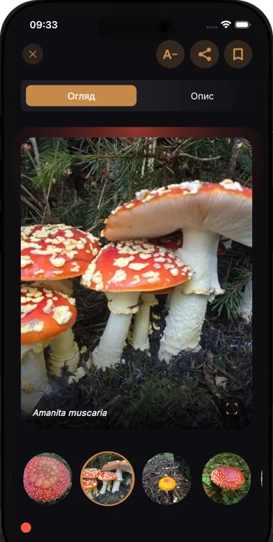Картка виду в застосунку Fungi: мухомор червоний з фотогалереєю